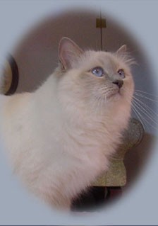 Abby ~ Lilac Point