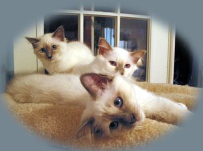 Cats