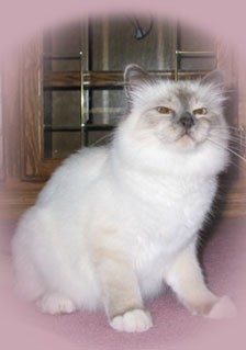 Yana ~ Blue Point