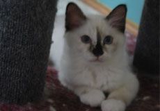 Kitten On Floor